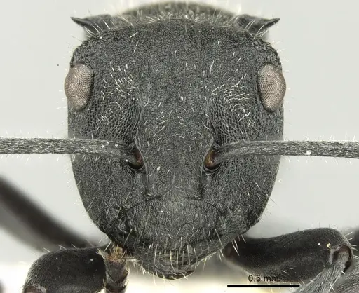 Polyrhachis erato - CASENT0906602