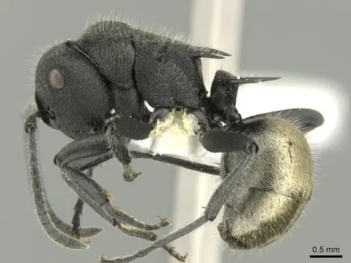 Polyrhachis erato - CASENT0906602