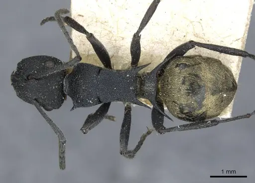 Polyrhachis erato - CASENT0910845