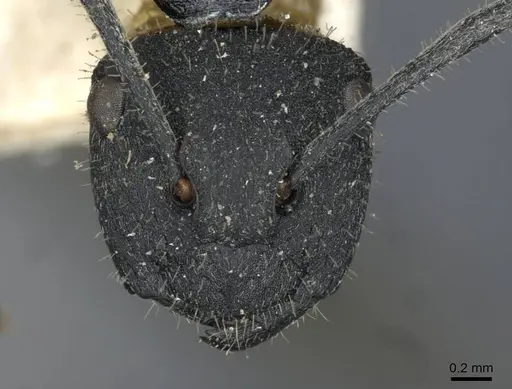 Polyrhachis erato - CASENT0910845