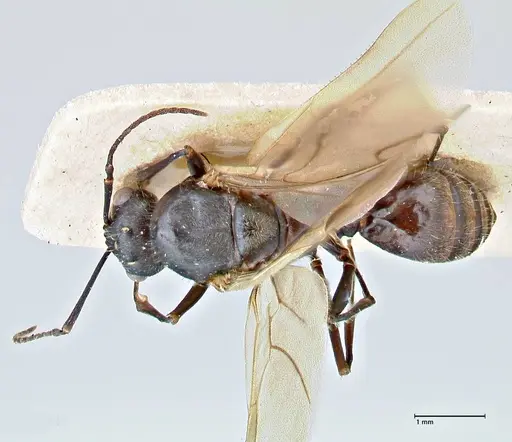 Polyrhachis erato - FOCOL2935