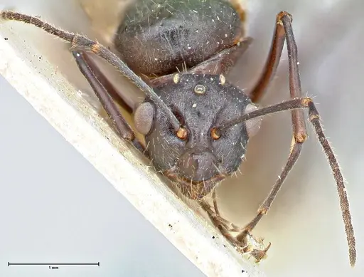 Polyrhachis erato - FOCOL2935