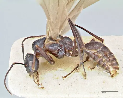 Polyrhachis erato - FOCOL2935