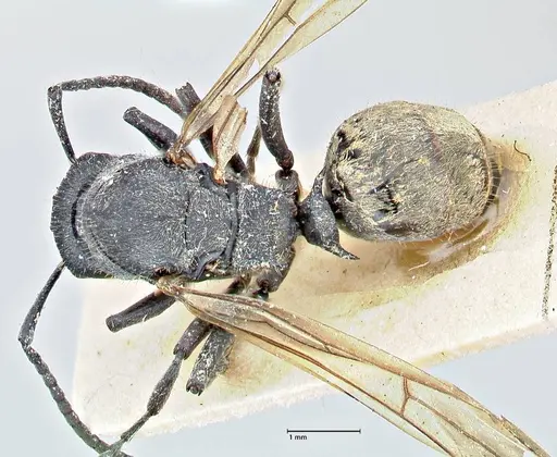 Polyrhachis erato - FOCOL2936