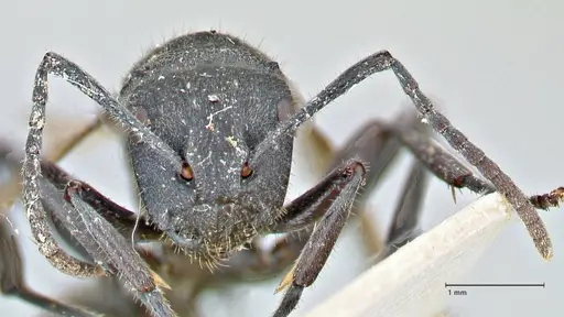 Polyrhachis erato - FOCOL2936
