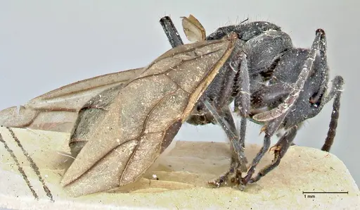 Polyrhachis erato - FOCOL2936
