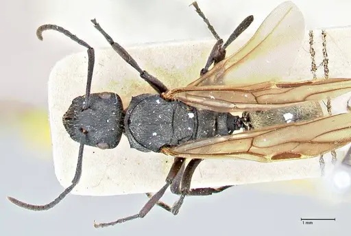 Polyrhachis erato - FOCOL2937