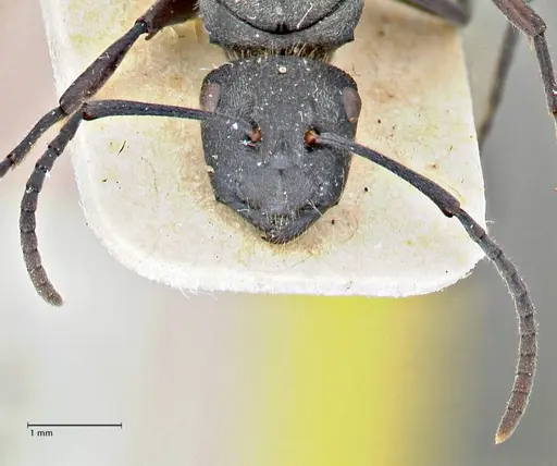 Polyrhachis erato - FOCOL2937