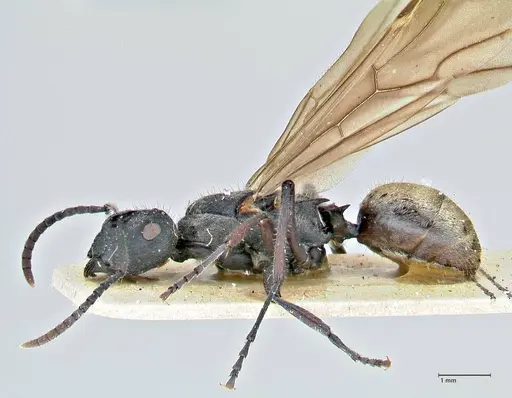 Polyrhachis erato - FOCOL2937