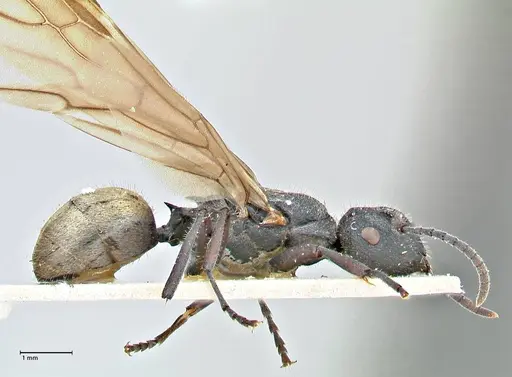 Polyrhachis erato - FOCOL2937