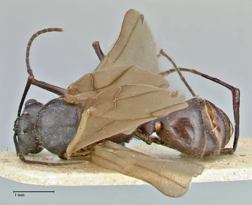 Polyrhachis erato - FOCOL2938
