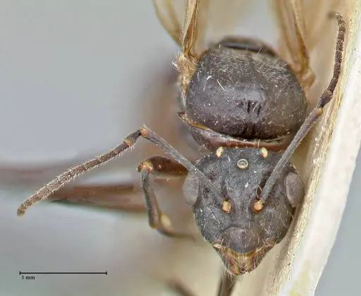 Polyrhachis erato - FOCOL2938