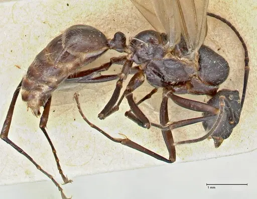 Polyrhachis erato - FOCOL2938