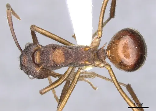 Polyrhachis eremita specimen