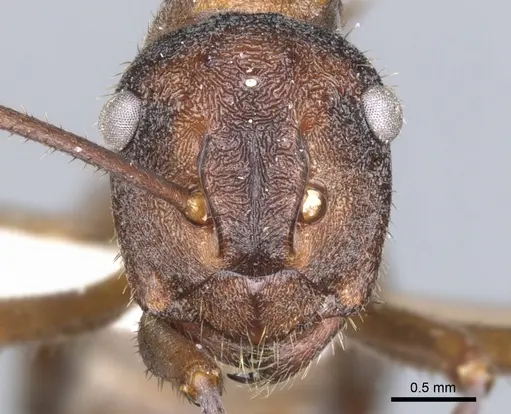 Polyrhachis eremita specimen