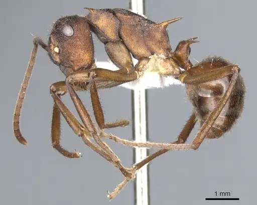 Polyrhachis eremita specimen