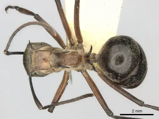 Polyrhachis erosispina specimen