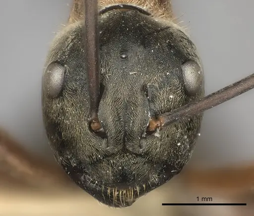 Polyrhachis erosispina specimen