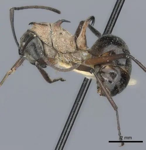 Polyrhachis erosispina specimen