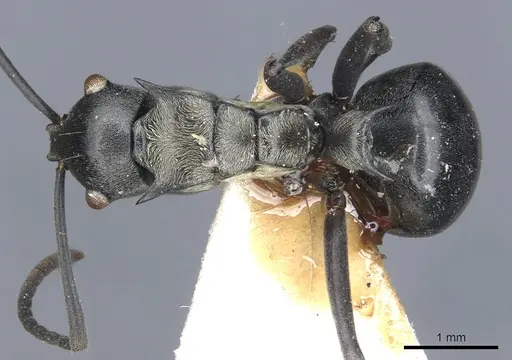Polyrhachis esarata specimen