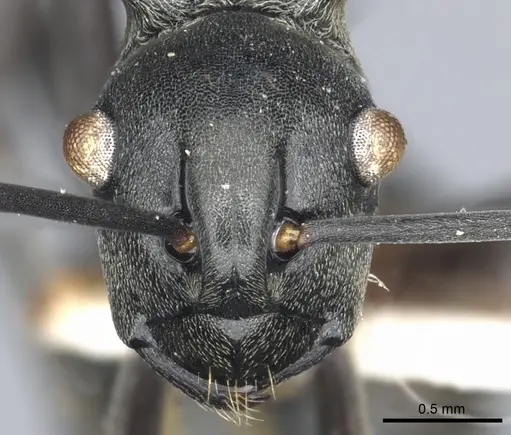 Polyrhachis esarata specimen