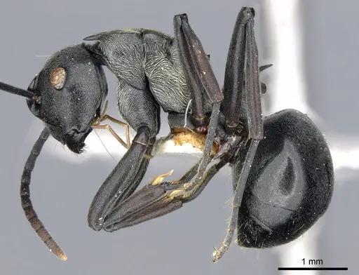 Polyrhachis esarata specimen