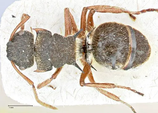 Polyrhachis escherichi specimen