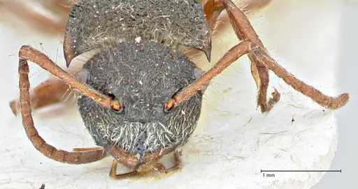Polyrhachis escherichi specimen