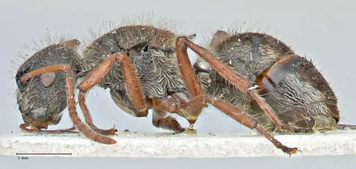 Polyrhachis escherichi specimen