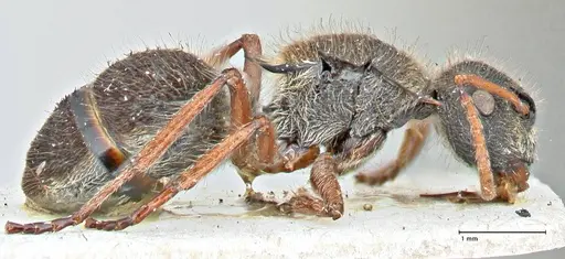Polyrhachis escherichi - FOCOL2922