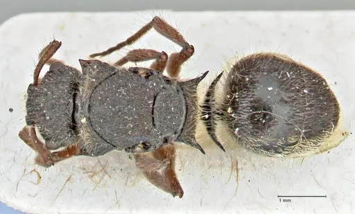 Polyrhachis escherichi - FOCOL2923