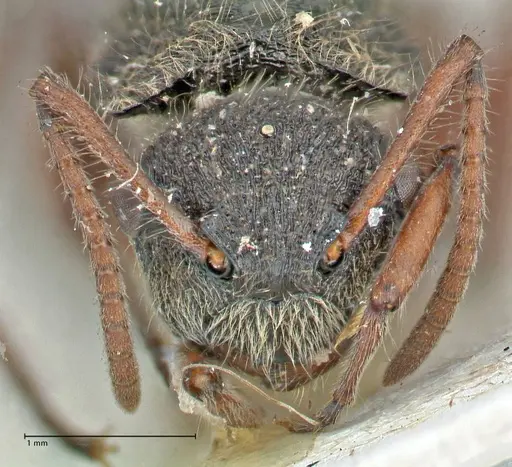 Polyrhachis escherichi - FOCOL2923