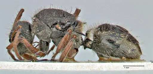 Polyrhachis escherichi - FOCOL2923