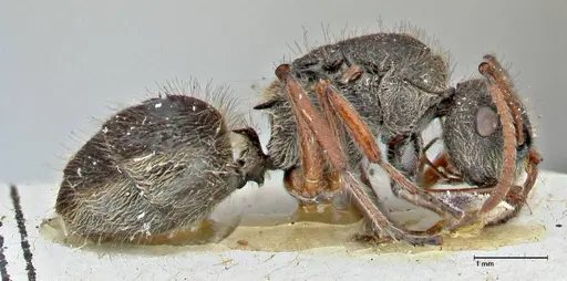 Polyrhachis escherichi - FOCOL2923