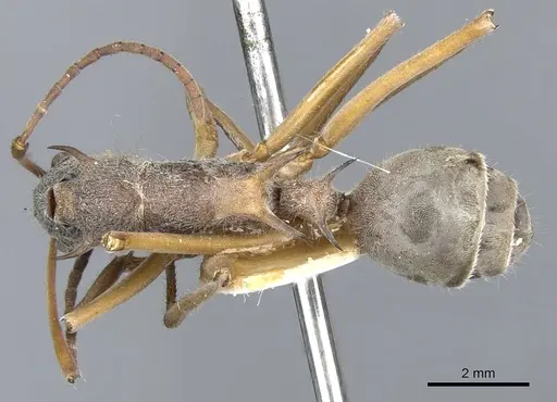 Polyrhachis esuriens specimen