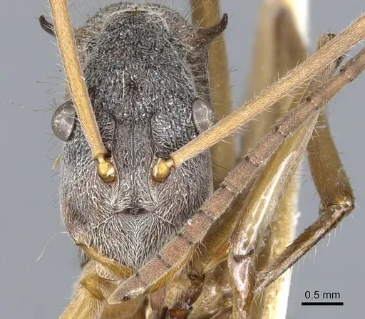 Polyrhachis esuriens specimen