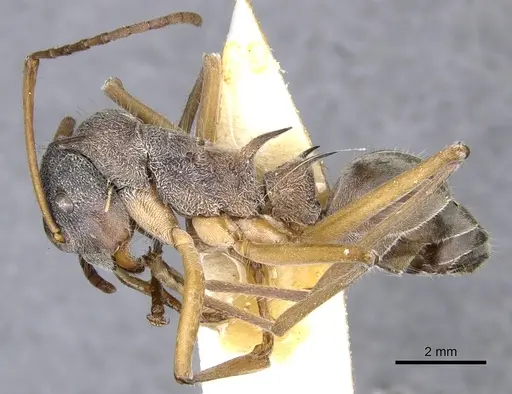 Polyrhachis esuriens specimen