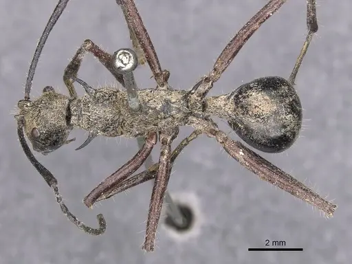 Polyrhachis esuriens - CASENT0905594