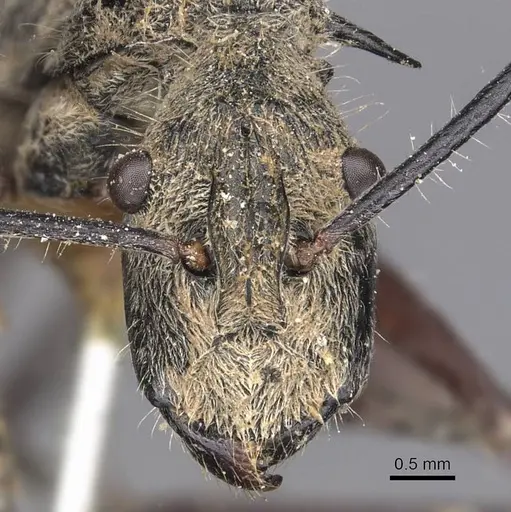 Polyrhachis esuriens - CASENT0905594