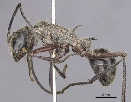 Polyrhachis esuriens - CASENT0905594