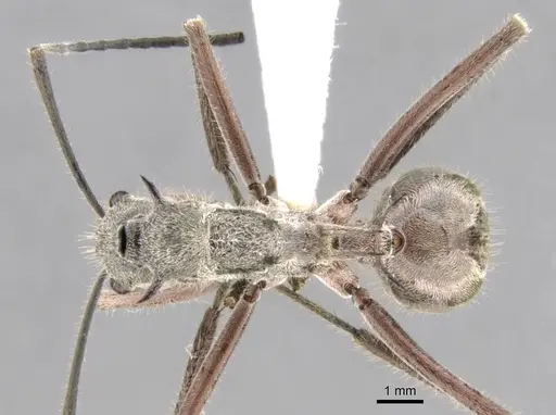 Polyrhachis esuriens - CASENT0906758