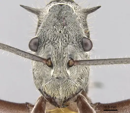 Polyrhachis esuriens - CASENT0906758