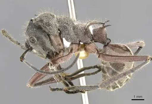 Polyrhachis esuriens - CASENT0906758