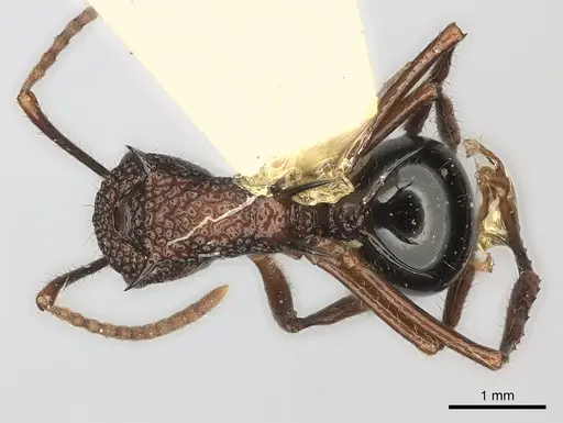 Polyrhachis etheli specimen