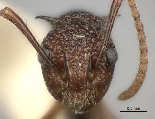 Polyrhachis etheli specimen