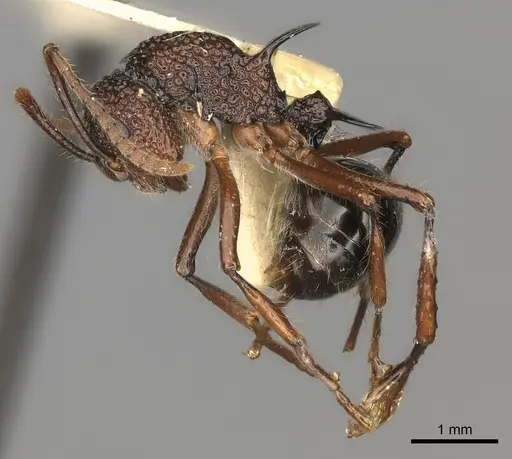Polyrhachis etheli specimen