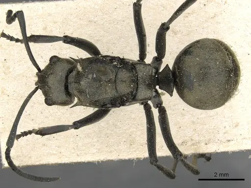 Polyrhachis eudora specimen