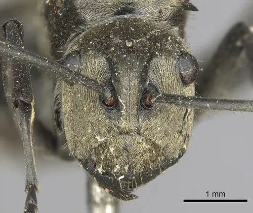 Polyrhachis eudora specimen
