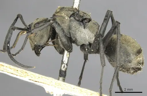 Polyrhachis eudora specimen