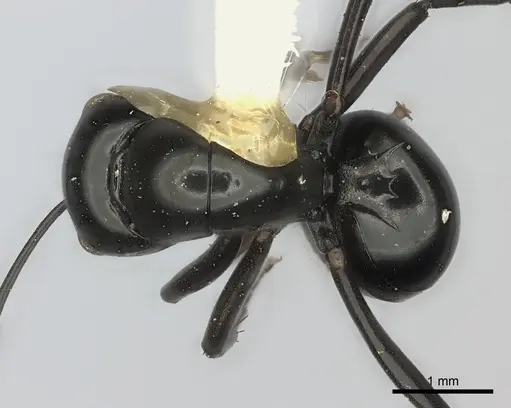 Polyrhachis euryala specimen